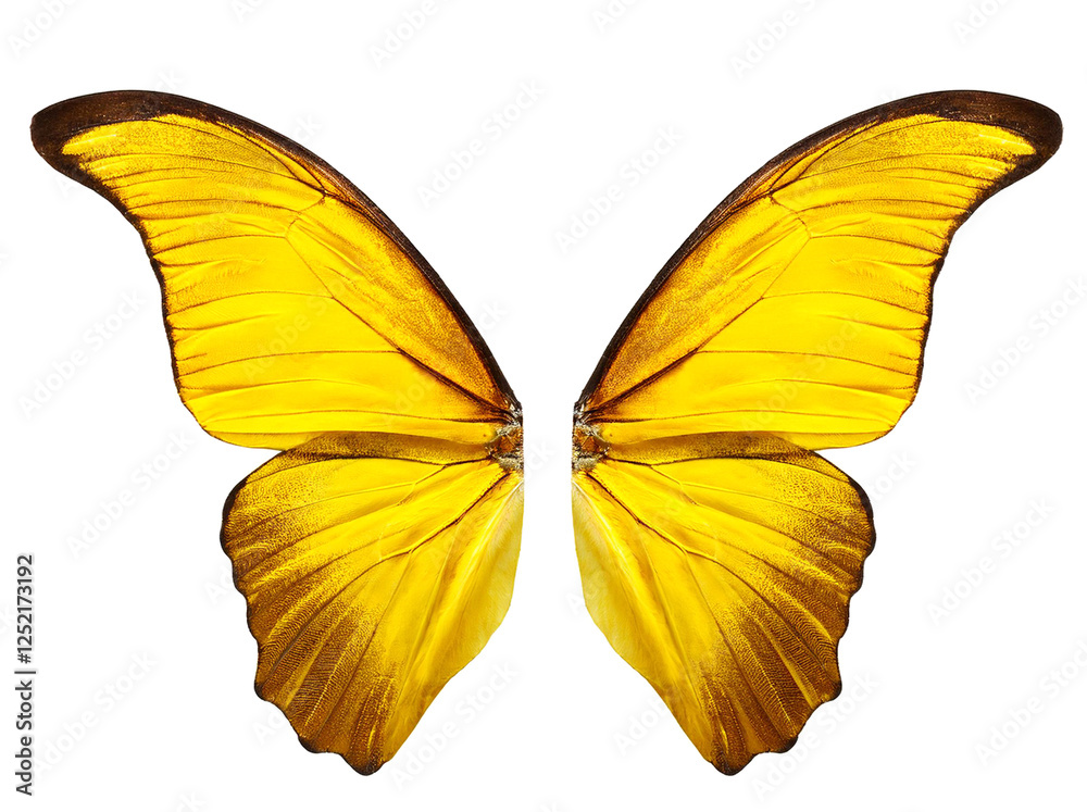Obraz premium 黄色の蝶の羽。白背景。（yellow color butterfly wings on white background.） 
