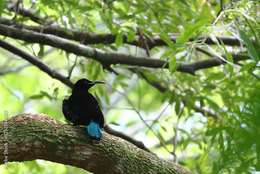 paradise riflebird paradise riflebird