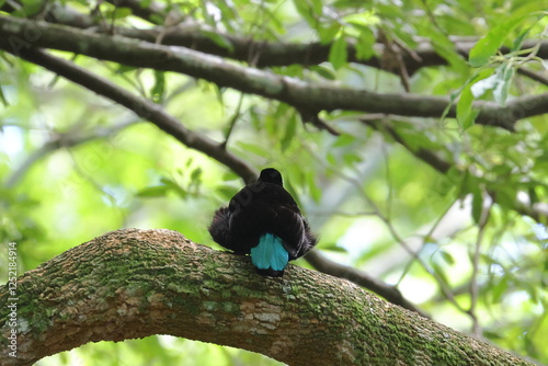 paradise riflebird photo