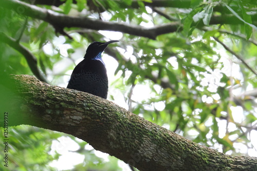 paradise riflebird photo