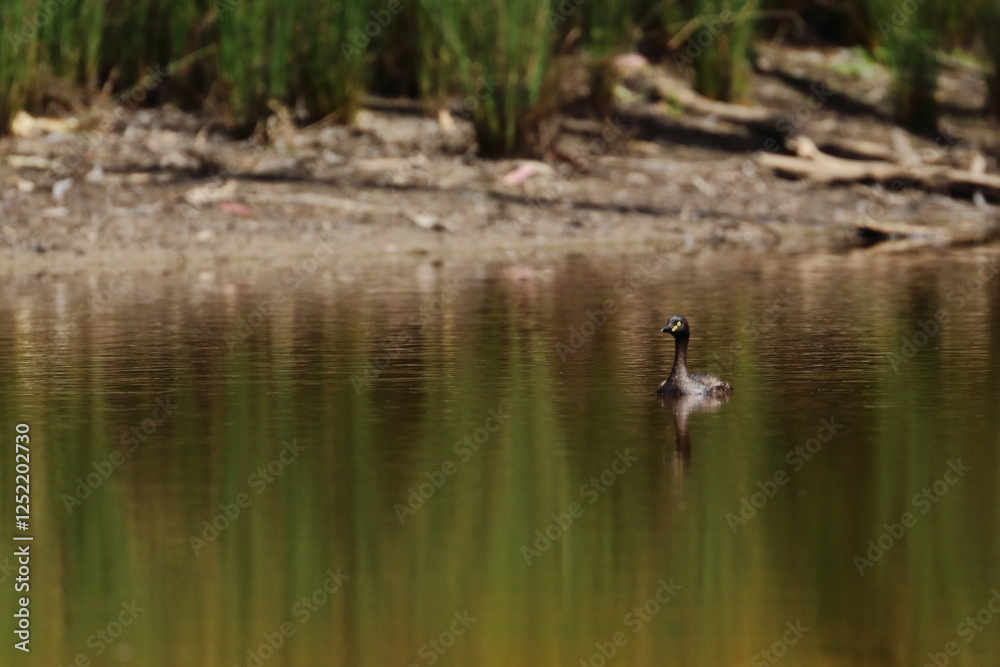 grebe grebe