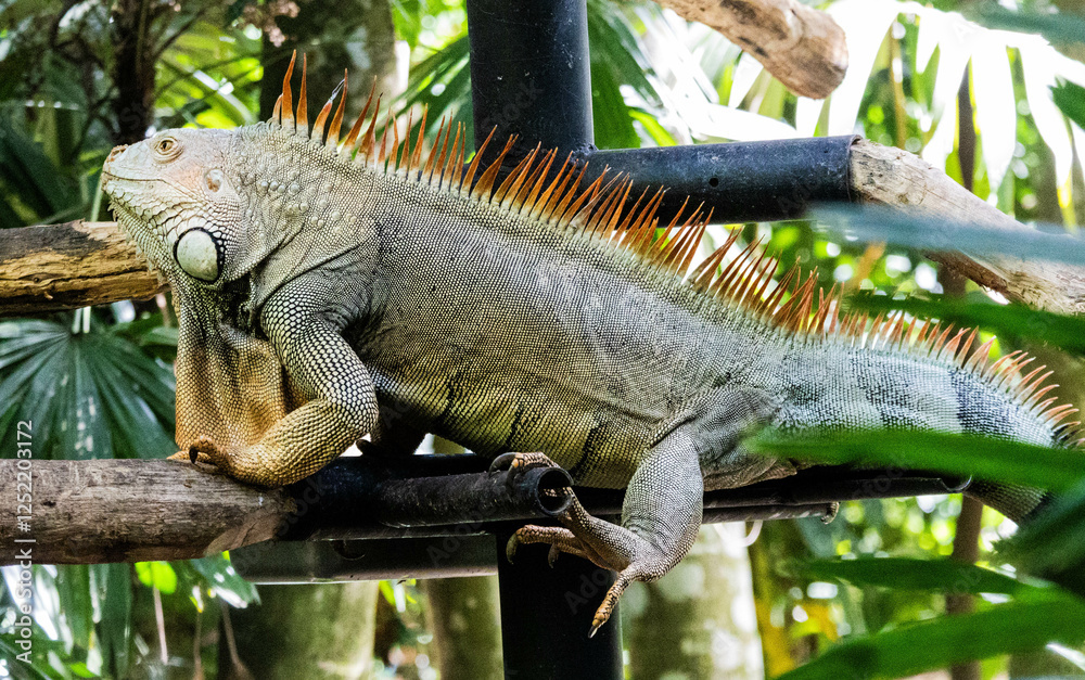 Green Iguana Relaxing on a Perch at a Wildlife Sanctuary in Costa Rica – Large Arboreal Reptile with Spiky Crest in Tropical Environment