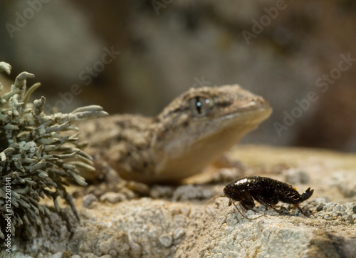 lizard on the rock, Moorish Wall Gecko, Crocodile gecko, European common gecko, Mauergecko, Mauer-Gecko, Gecko, Hausgecko, Tarentola mauritanica. Sardinia, Italy photo