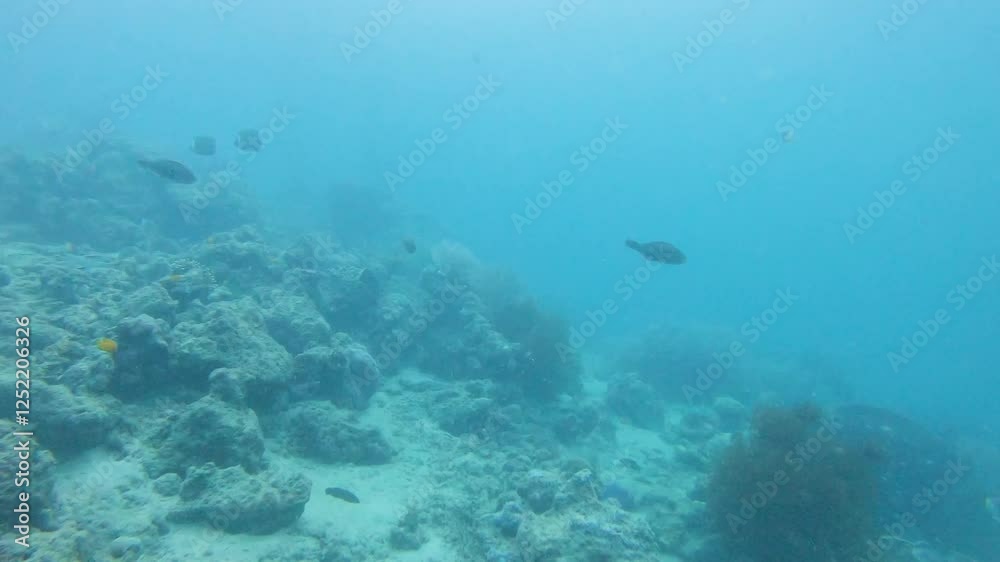 marine life with corals at deep sea clear blue water at morning marine life with corals at deep sea clear blue water at morning