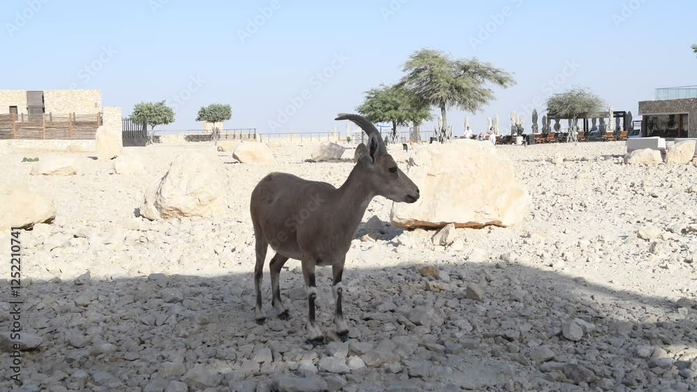 Photo of an Alpine ibex walking in the desert - Mitzpe Ramon, Israel Photo of an Alpine ibex walking in the desert - Mitzpe Ramon, Israel