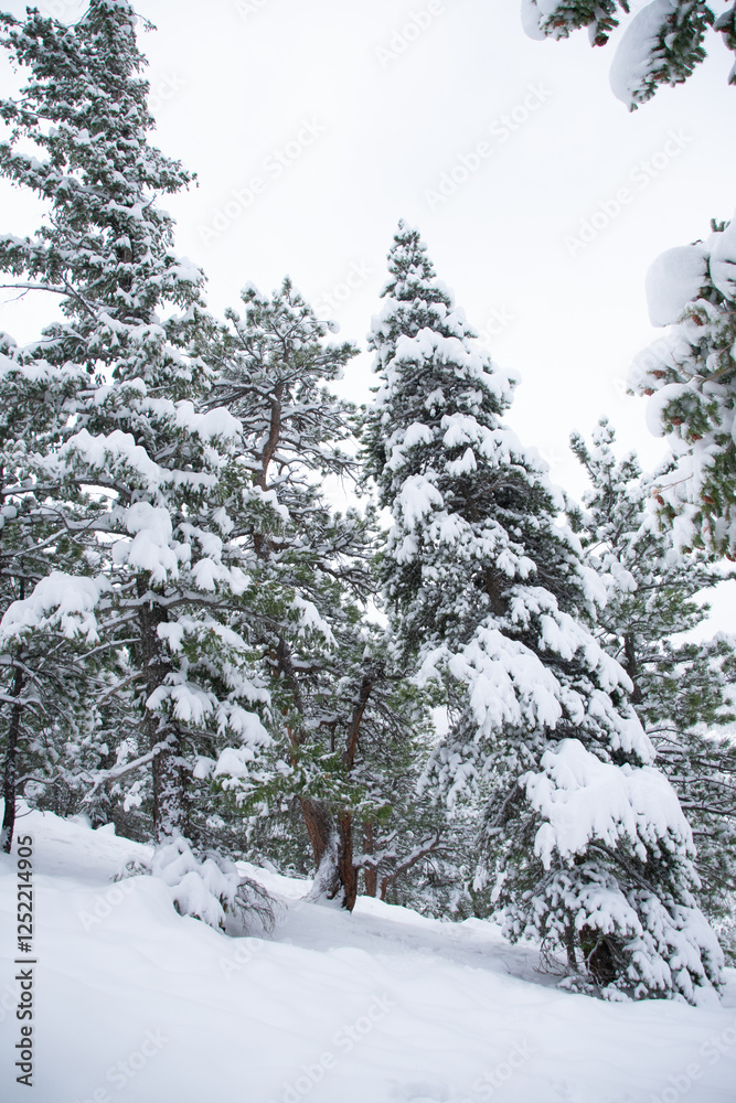 Fototapeta premium snow covered pines in early Colorado spring