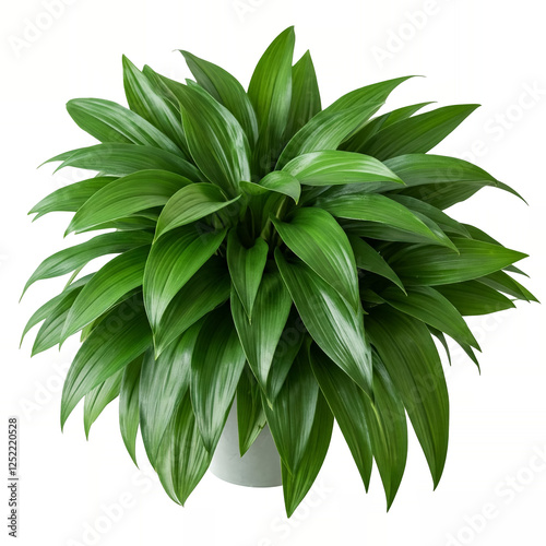 Ornamental Plants Dracaena Compacta or Dracaena Janet Craig. Large leaves on transparent background photo