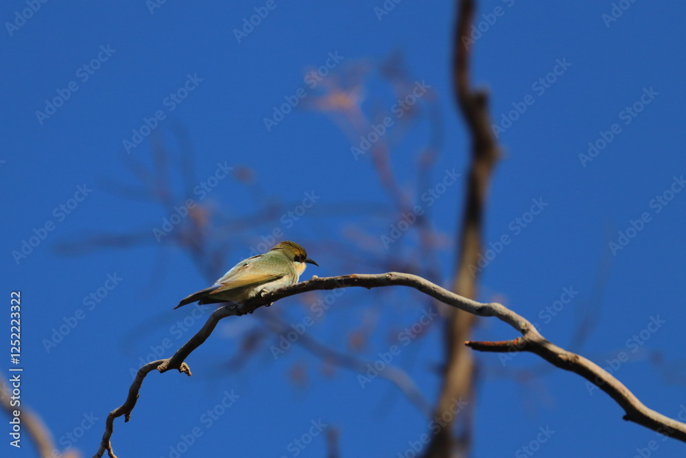 Naklejka premium rainbow bee eater