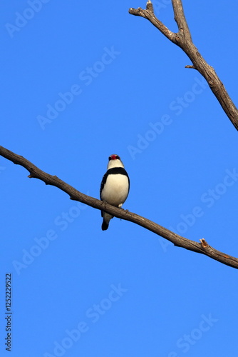 diamond firetail photo