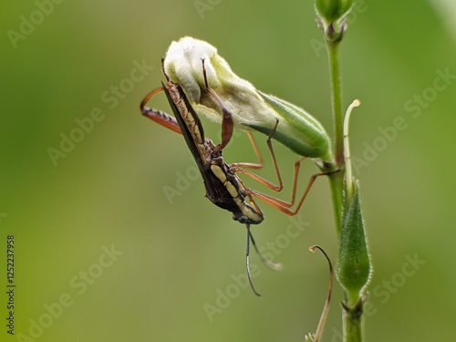 Leptocorisa oratorius on Asystasia gangetica flowers photo