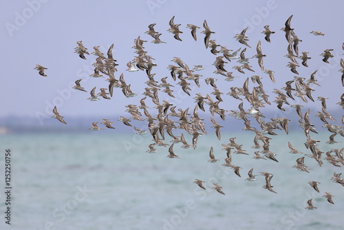 shorebirds photo