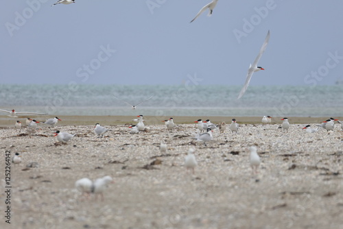 shorebirds photo