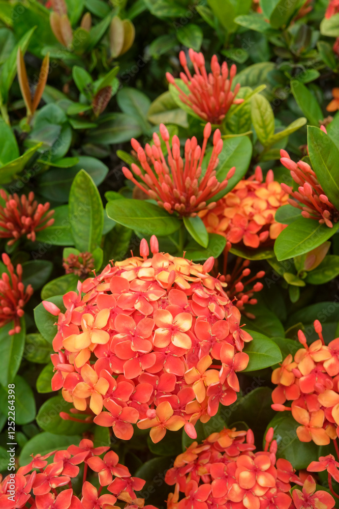 Ixora coccinea commonly known as the Scarlet Jungleflame, red flowers. Ixora coccinea commonly known as the Scarlet Jungleflame, red flowers.