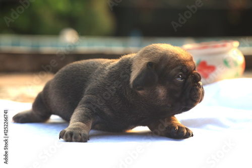 new born french bulldog Puppie