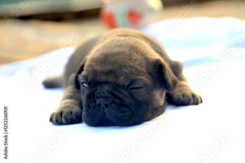 new born french bulldog Puppie
