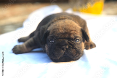 new born french bulldog Puppie