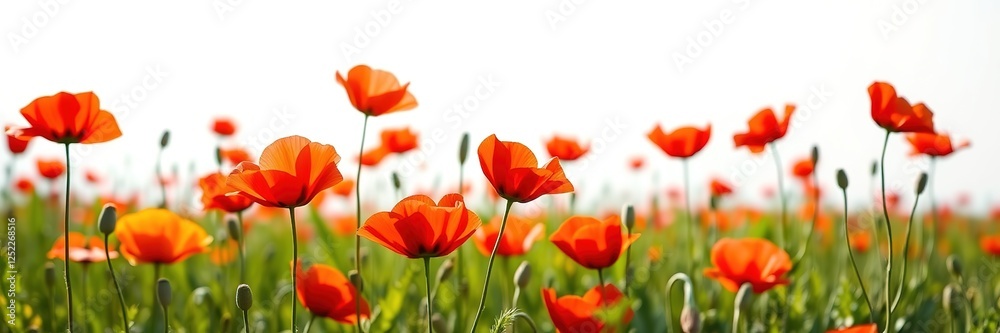 Springtime Remembrance: Poppy Field Artwork Springtime Remembrance: Poppy Field Artwork