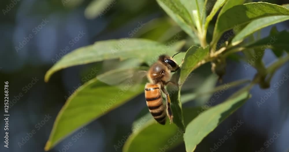 close-up of bee on a green leaf close-up of bee on a green leaf