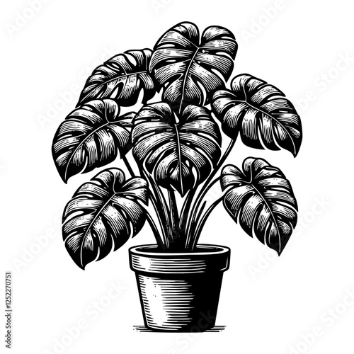 Monstera in pot sketch engraving black and white outline. Scratch board imitation.
