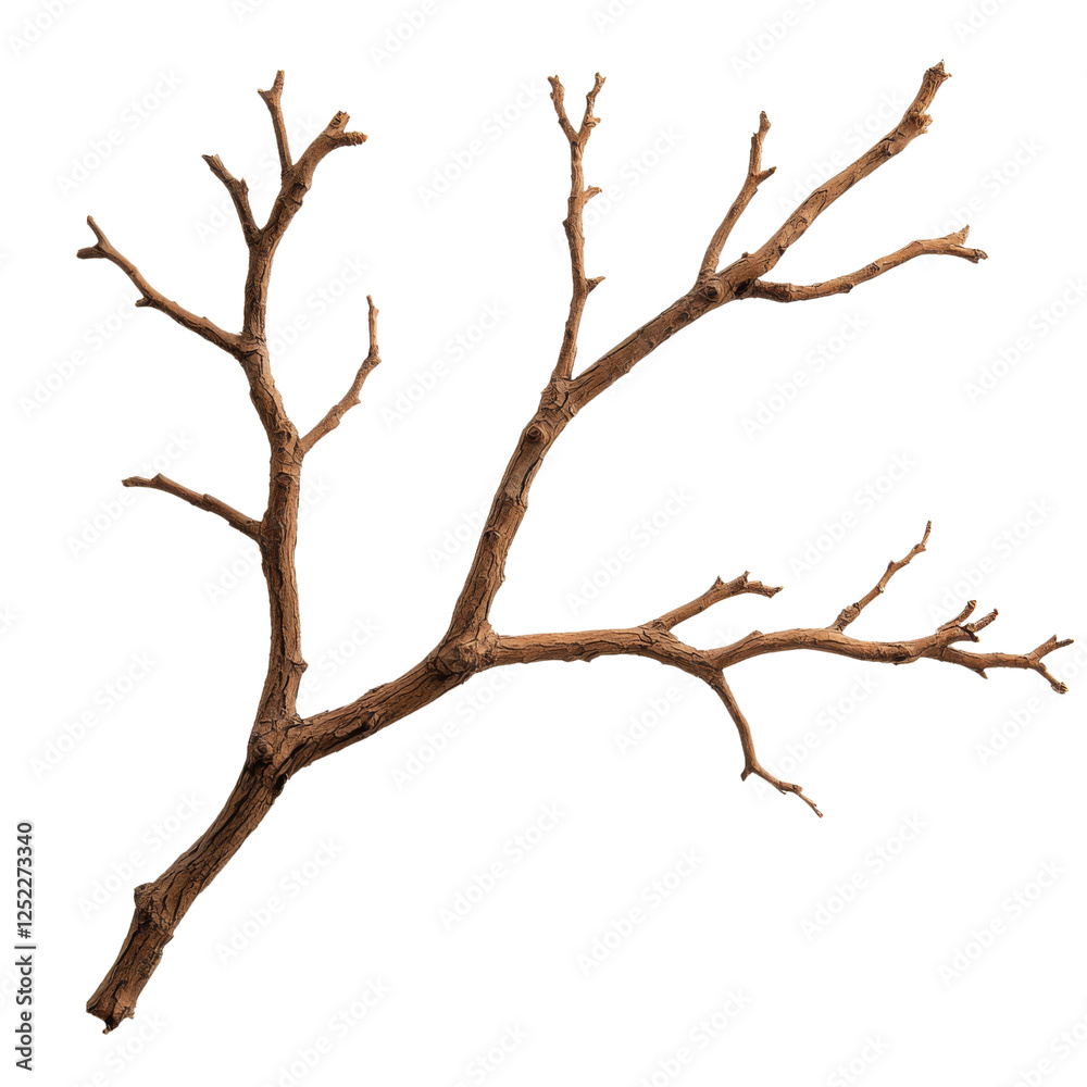 natural brown tree branch with multiple twigs and textured surface, perfect for decorative or crafting purposes natural brown tree branch with multiple twigs and textured surface, perfect for decorative or crafting purposes