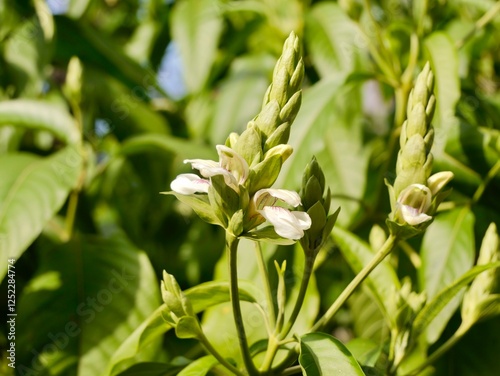 Flowering of Malabar nut, adulsa, adhatoda, vasa or vasaka (Justicia adhatoda), Greece