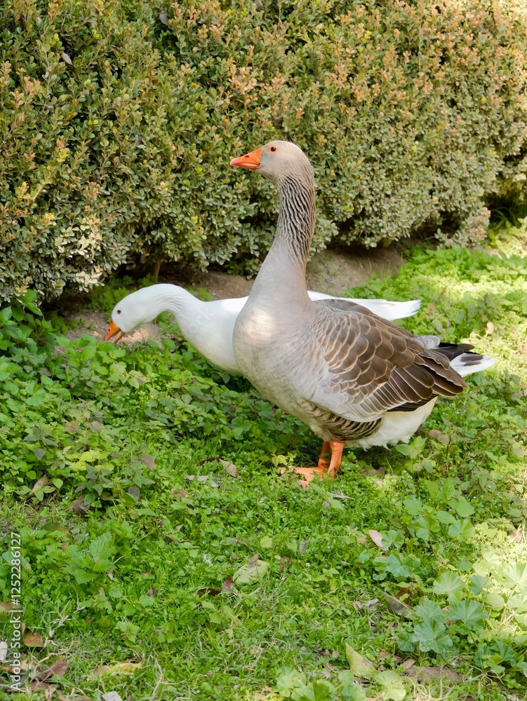 Geese (Anser cygnoides domesticus) in the city park. Greece Geese (Anser cygnoides domesticus) in the city park. Greece