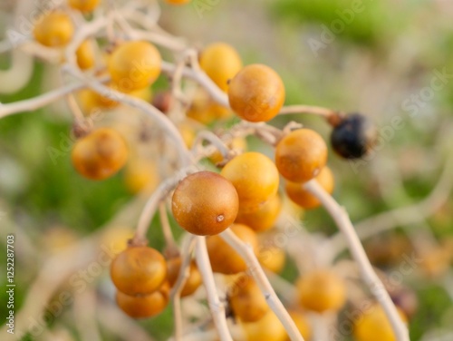Berries of the silverleaf nightshade (Solanum elaeagnifolium) or silver-leaved nightshade, prairie berry, silverleaf nettle, white horsenettle or silver nightshade, silver-leaf bitter-apple, satansbos
