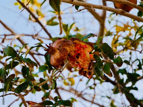The pomegranate (Punica granatum) fruits were cracked on the tree over the winter, along the Aegean Sea coast, Greece.