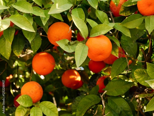 Fruits of bitter orange, sour orange, Seville orange, bigarade orange, or marmalade orange is in a narrow sense (Citrus × aurantium) on a tree, Greece
