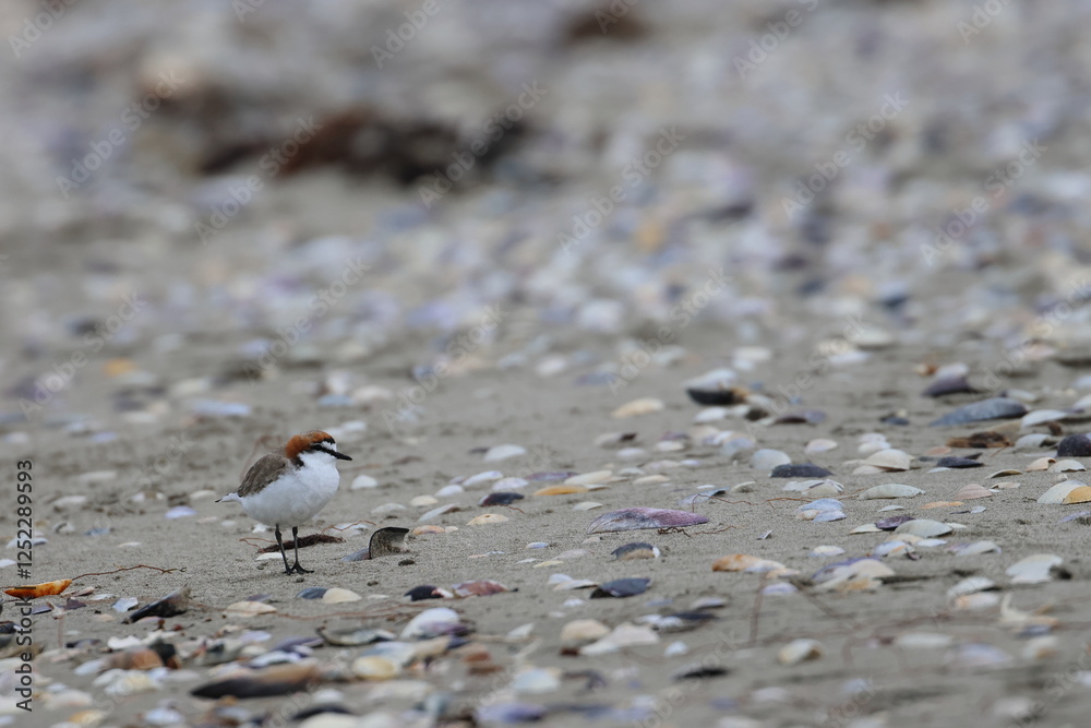 Fototapeta premium shorebirds