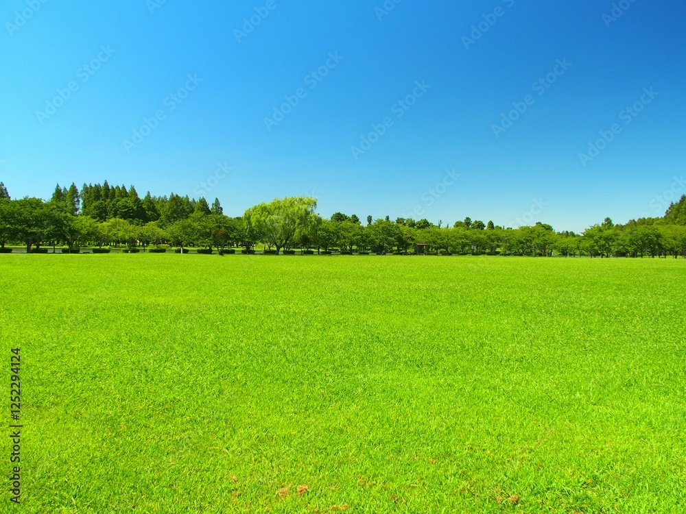 Obraz premium 猛暑日の誰もいな真夏の草原と林のあるみさと公園風景
