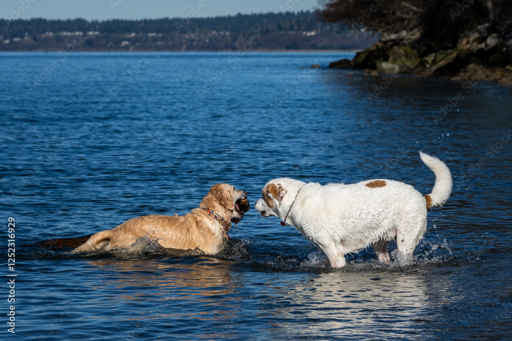 Best friends, two dogs off leash playing fetch with a large stick in Puget Sound’s cold water in Golden Gardens Park on a sunny winter day, Seattle, Washington
Best friends, two dogs off leash playing fetch with a large stick in Puget Sound’s cold water in Golden Gardens Park on a sunny winter day, Seattle, Washington