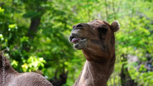A close up view of a camel munching on food provided by a person, showcasing its gentle nature.