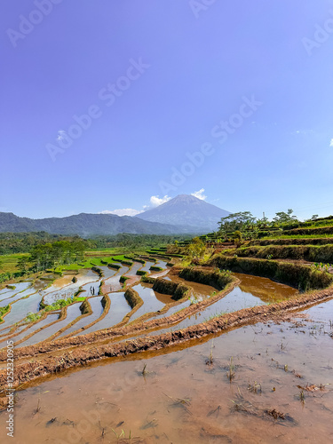 Rice terraces filled with water and a background of mountains and blue sky
