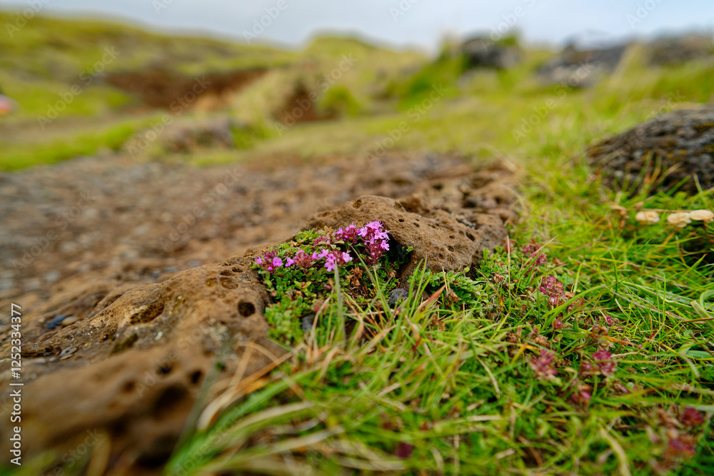 Obraz premium purple flowers in the grass