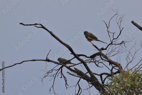 Foto mulga parrot