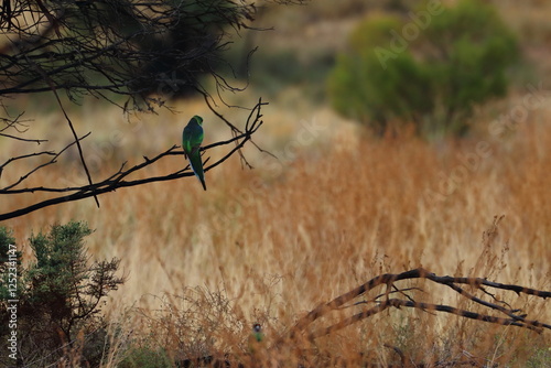 Canvastavla mulga parrot