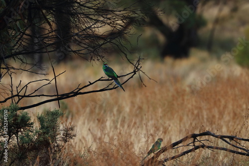 Canvastavla mulga parrot