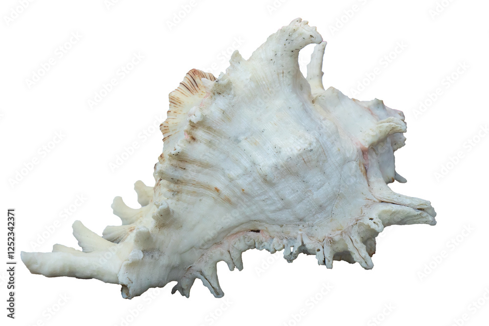 Large Horned Queen Helmet Conch Sea Shell. Large Horned Queen Helmet Conch Sea Shell.