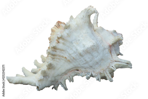 Large Horned Queen Helmet Conch Sea Shell.  photo