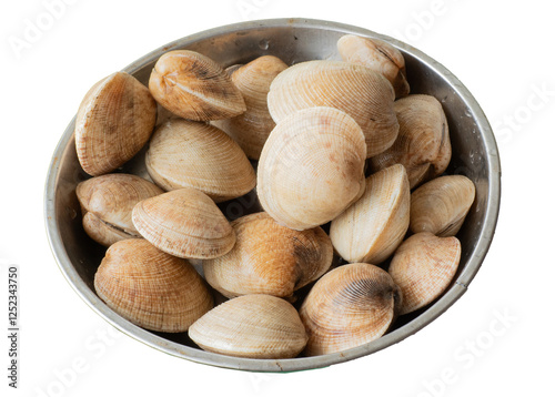 Fresh Little Neck Clams. Fresh raw clams in aluminum tray.