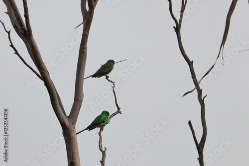 mulga parrot