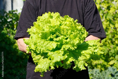 Harvested whole 'Simpson Elite' lettuce plant