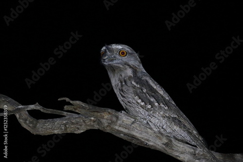 tawny frogmouth