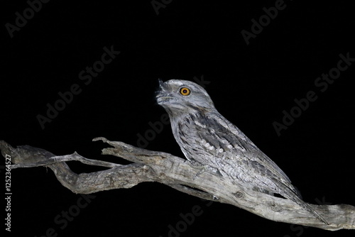 Foto tawny frogmouth