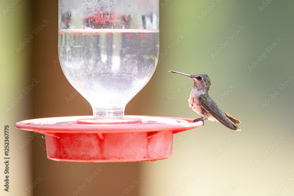 Obraz premium Hummingbird in the sunlight