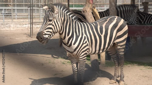 zebra in the zoo