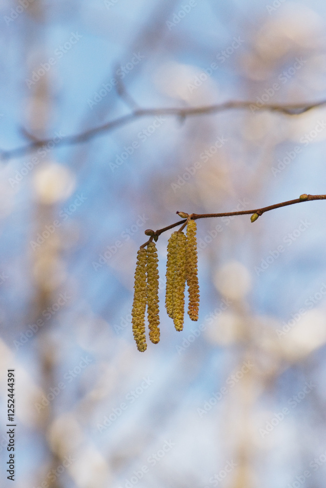 Naklejka premium Hazel Alder
