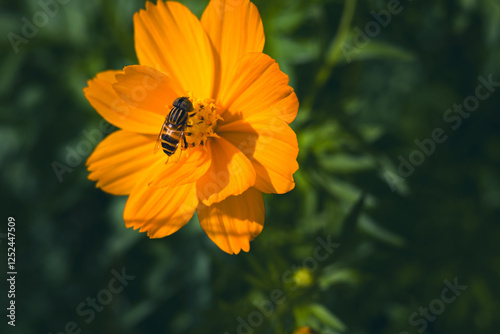 Bee in a flower