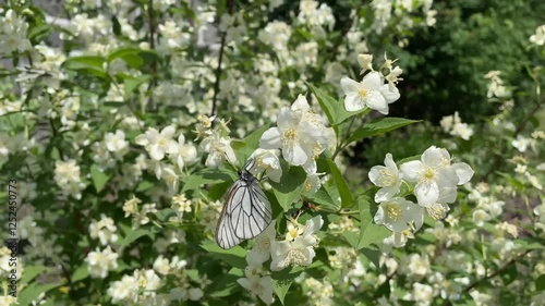 White butterfly feeds on nectar of blossoming flowers of an apple tree, close-up.